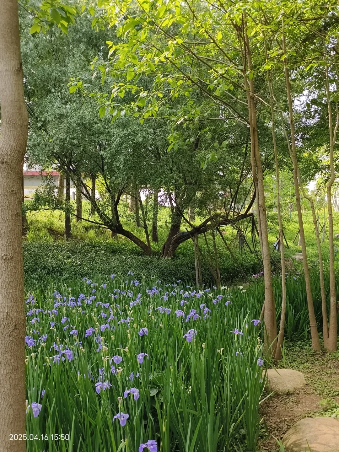 赣州鸢尾花海live｜闯入一场紫色梦境💜