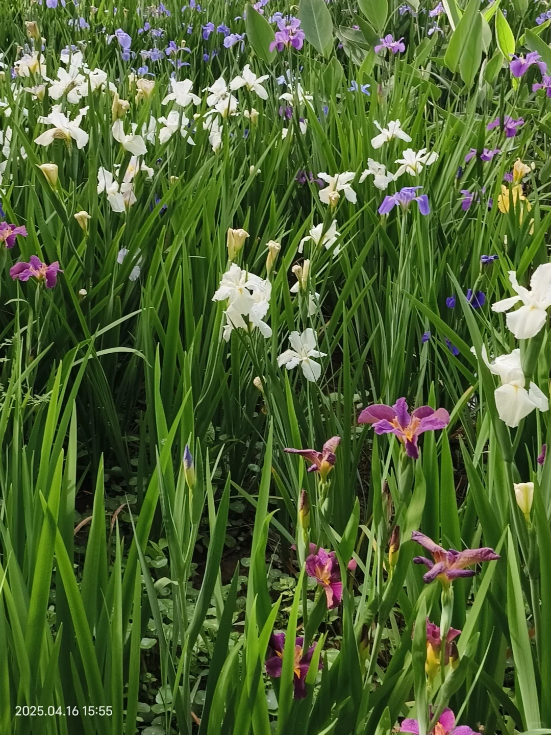 赣州鸢尾花海live｜闯入一场紫色梦境💜