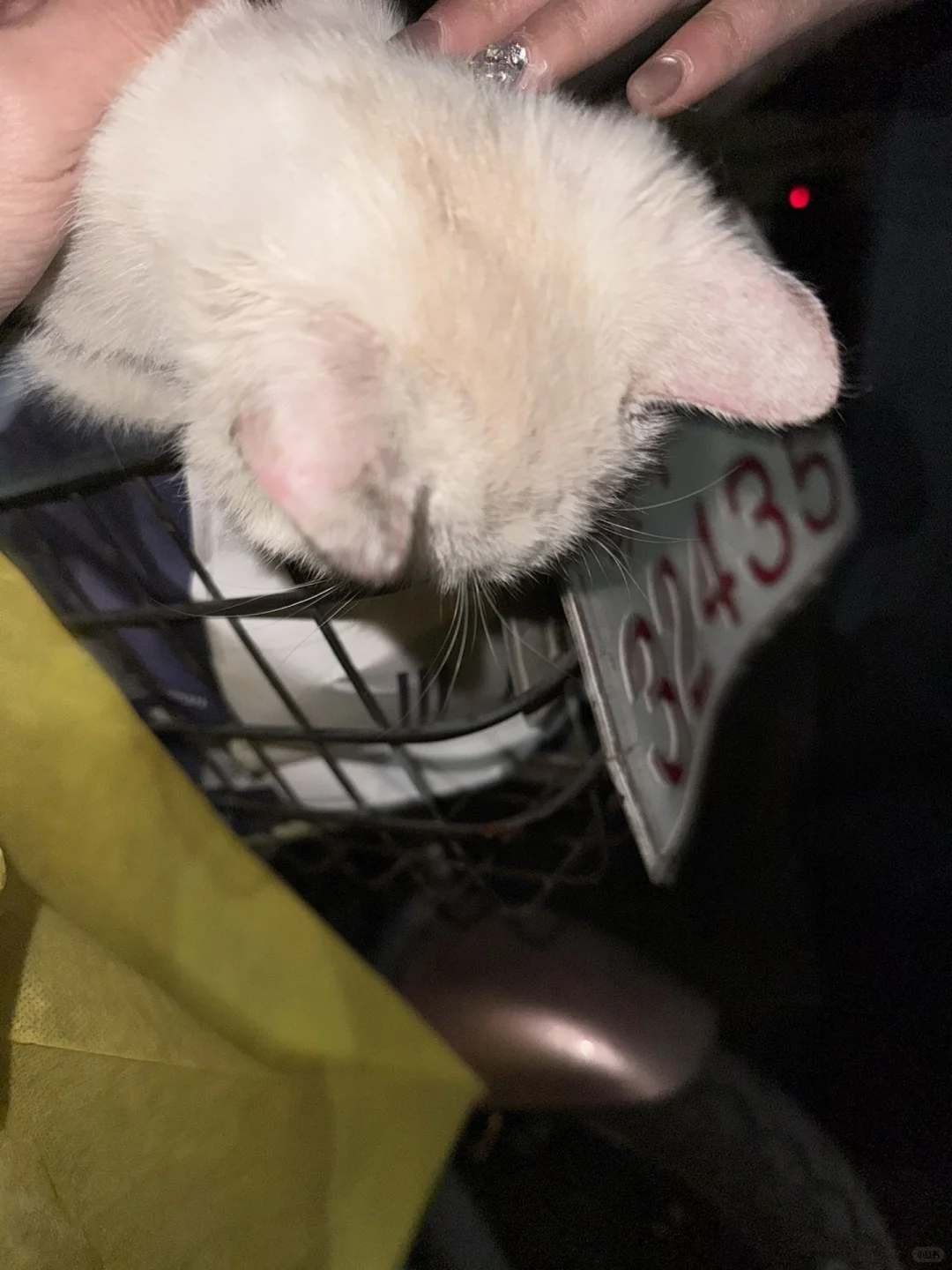 急!南昌猫咪找领养人!!