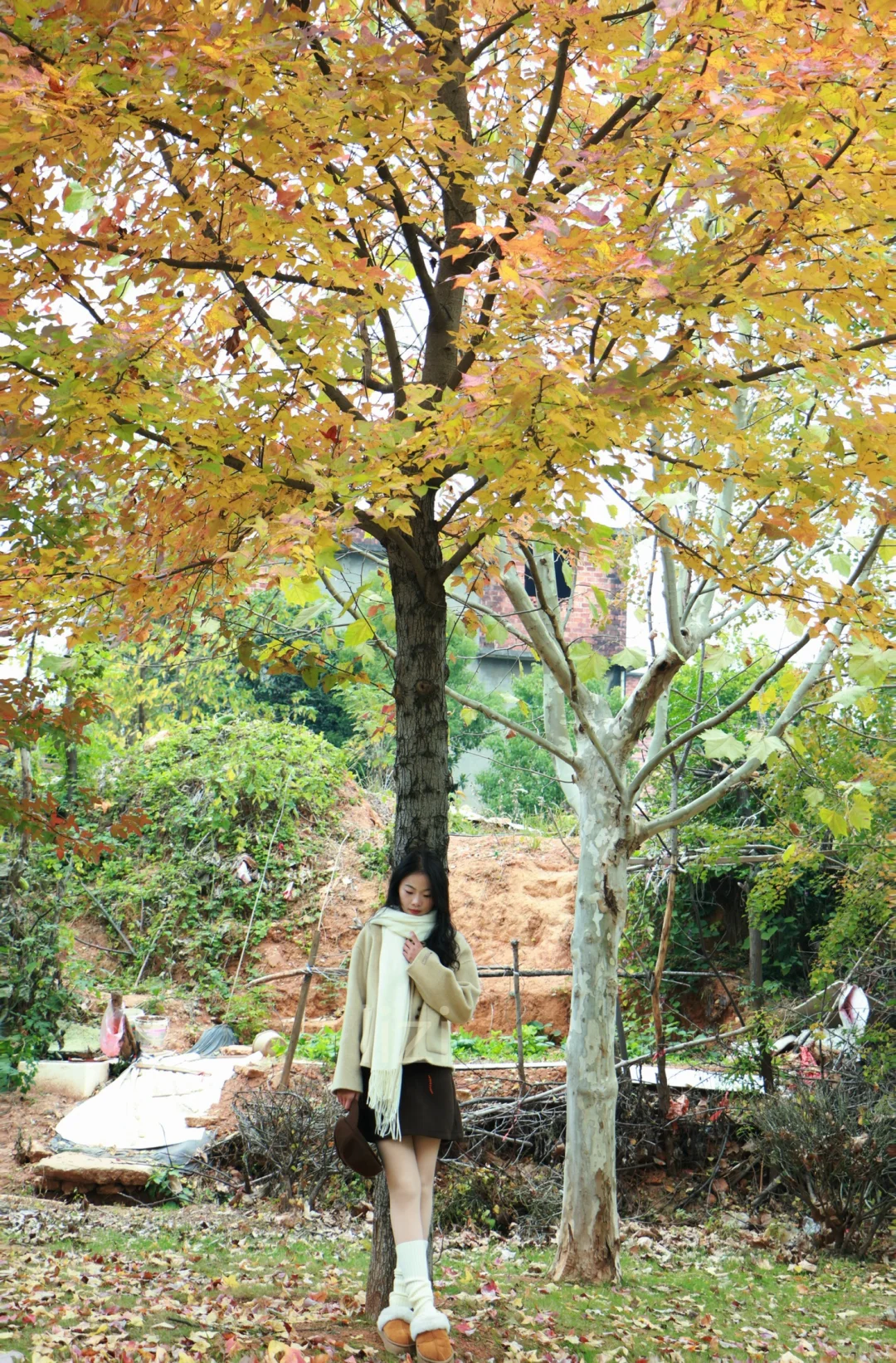 抚州陪拍｜秋天的梧桐树🍂