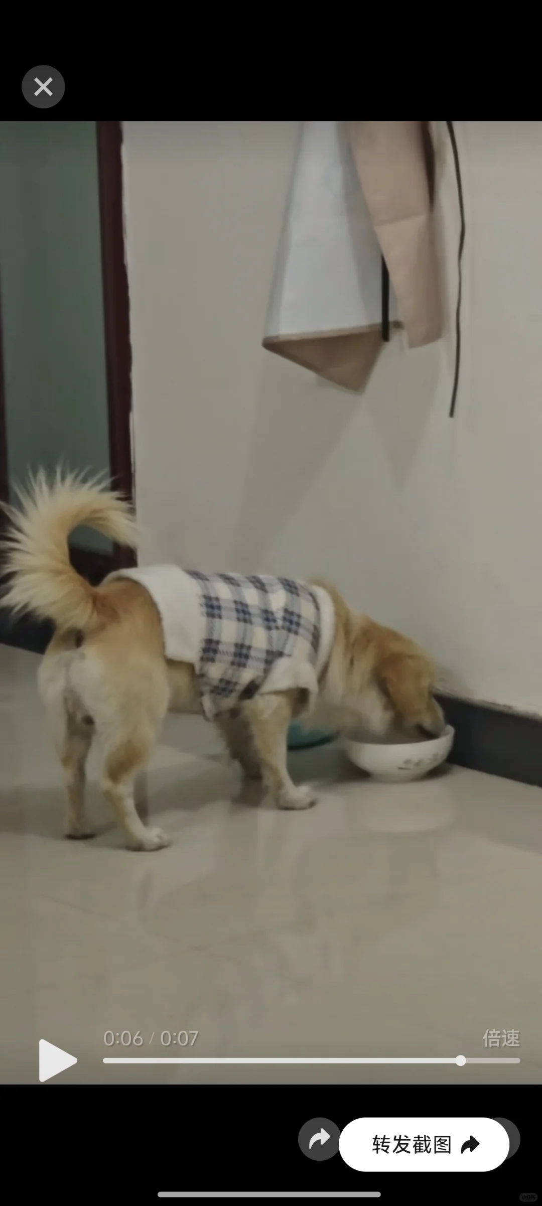 抚州临川寻狗！