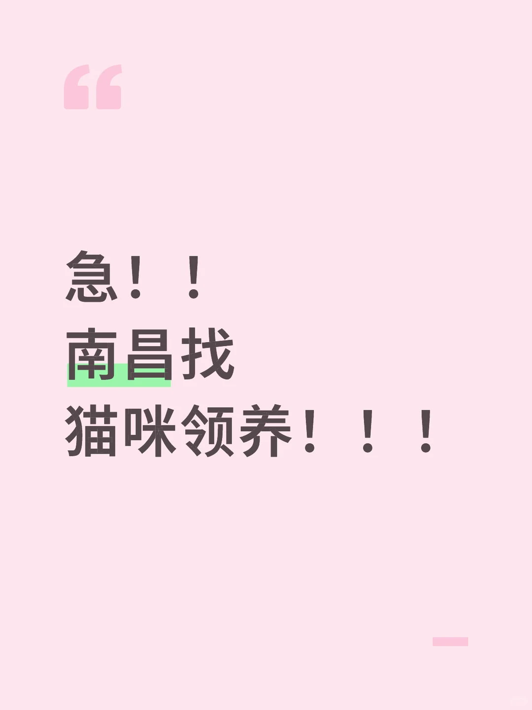 急!南昌猫咪找领养人!!