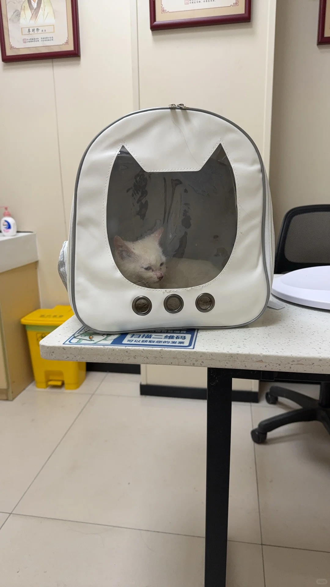 急!南昌猫咪找领养人!!