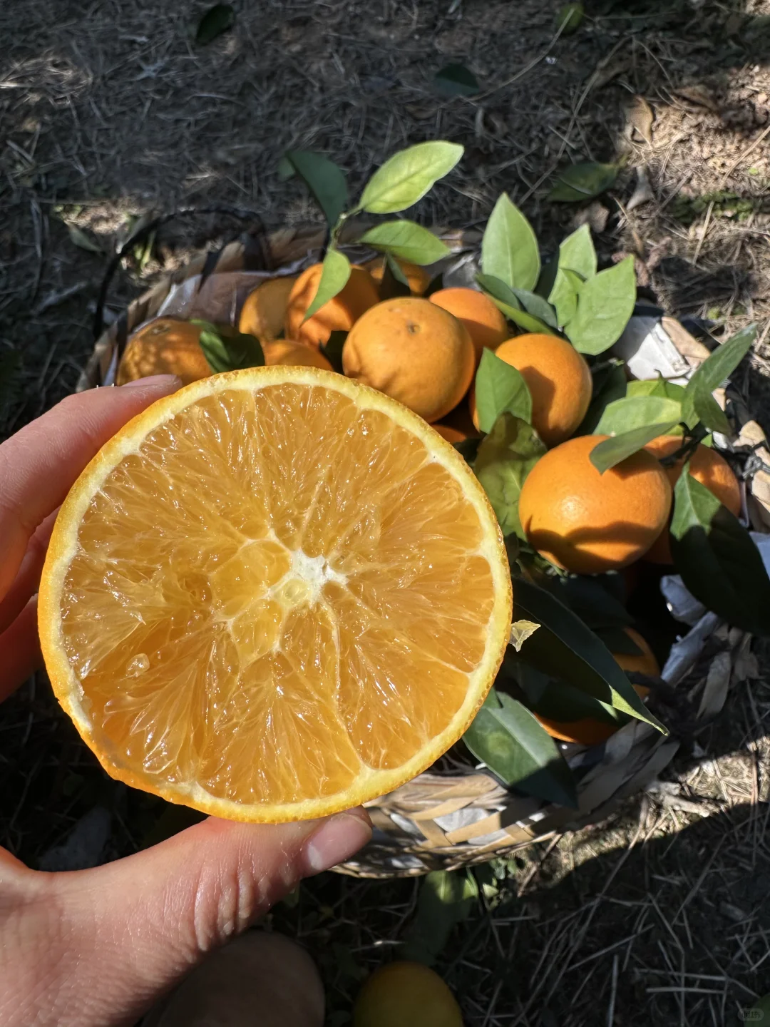 想告诉全世界这个橙子巨巨巨好吃！！！