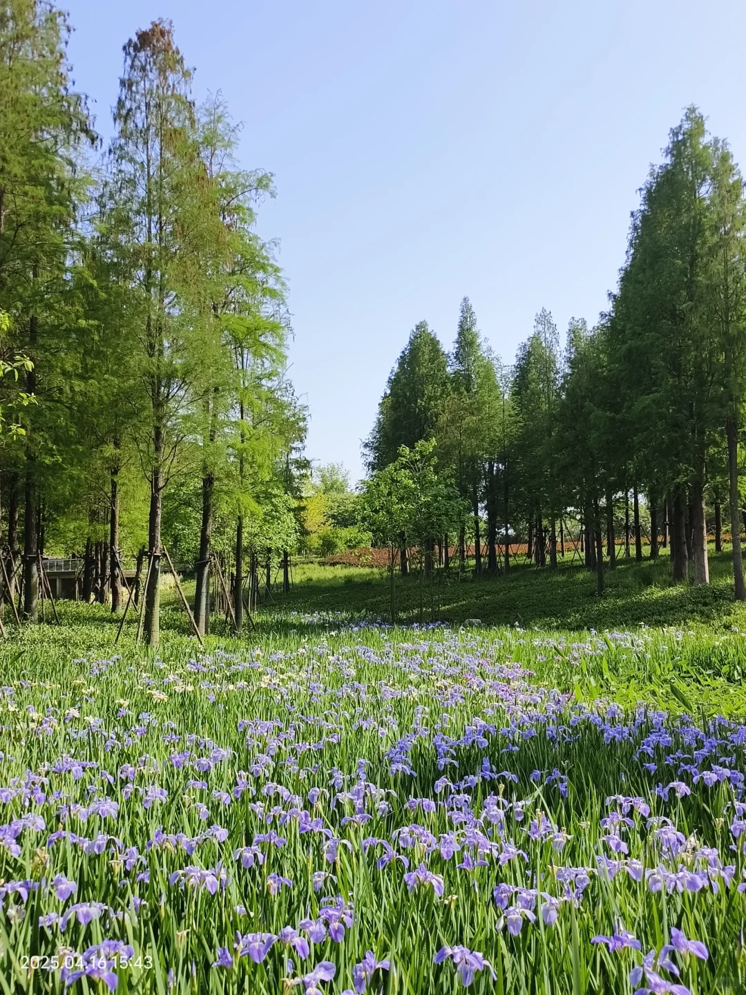 赣州鸢尾花海live｜闯入一场紫色梦境💜