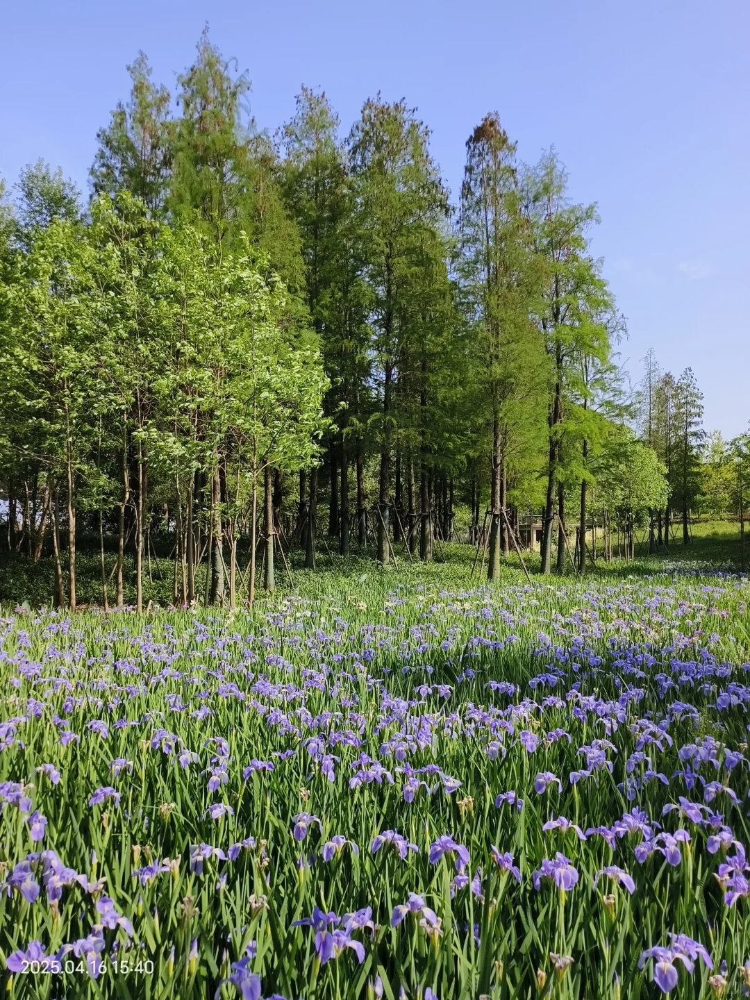 赣州鸢尾花海live｜闯入一场紫色梦境💜