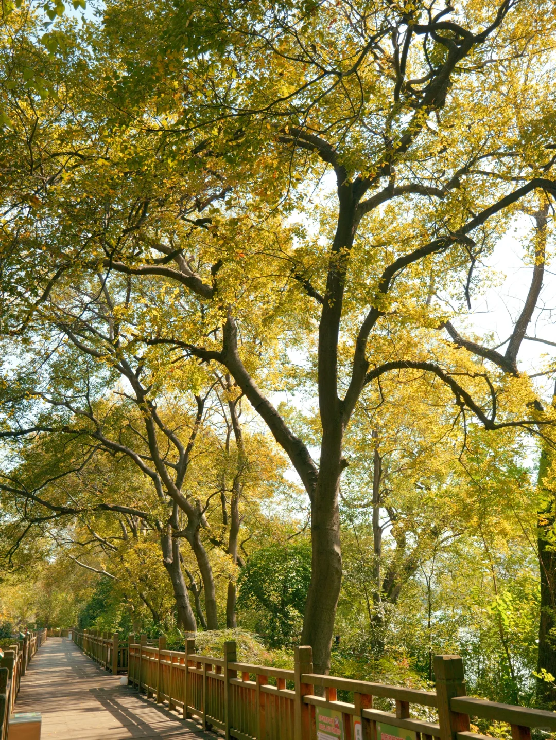 赣州一角｜满园银杏落秋风
