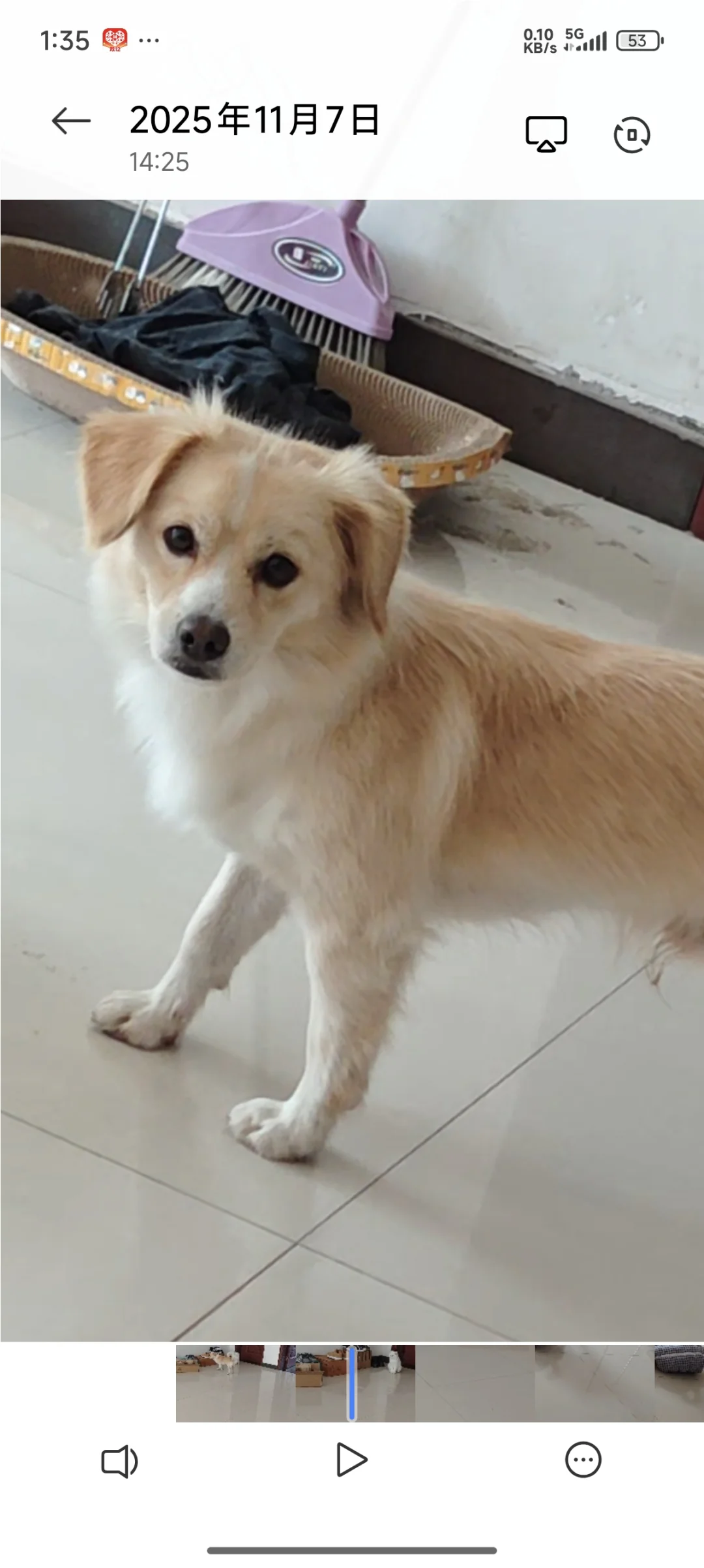 抚州临川寻狗！