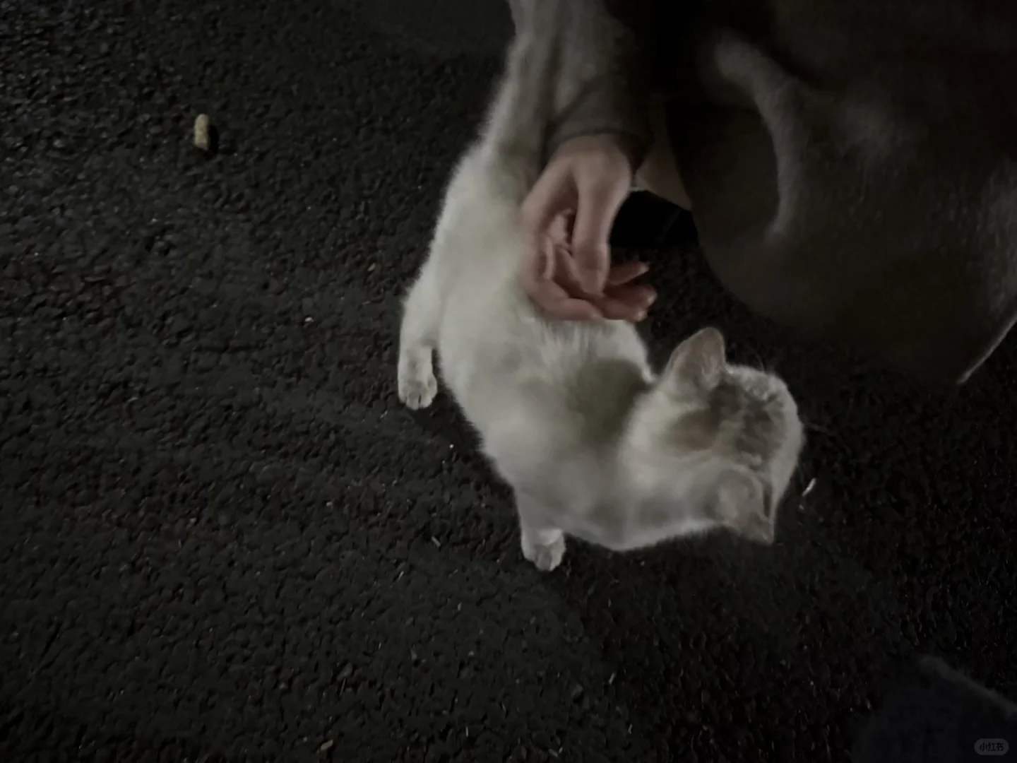 急!南昌猫咪找领养人!!