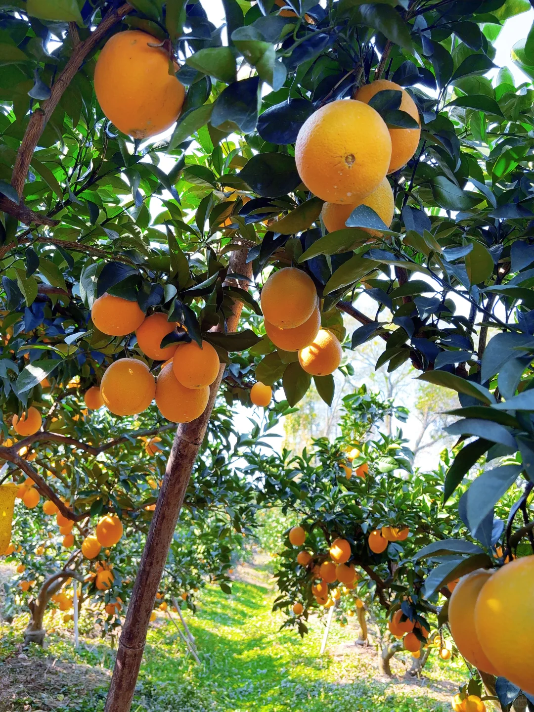 今年的赣南脐橙太好吃了