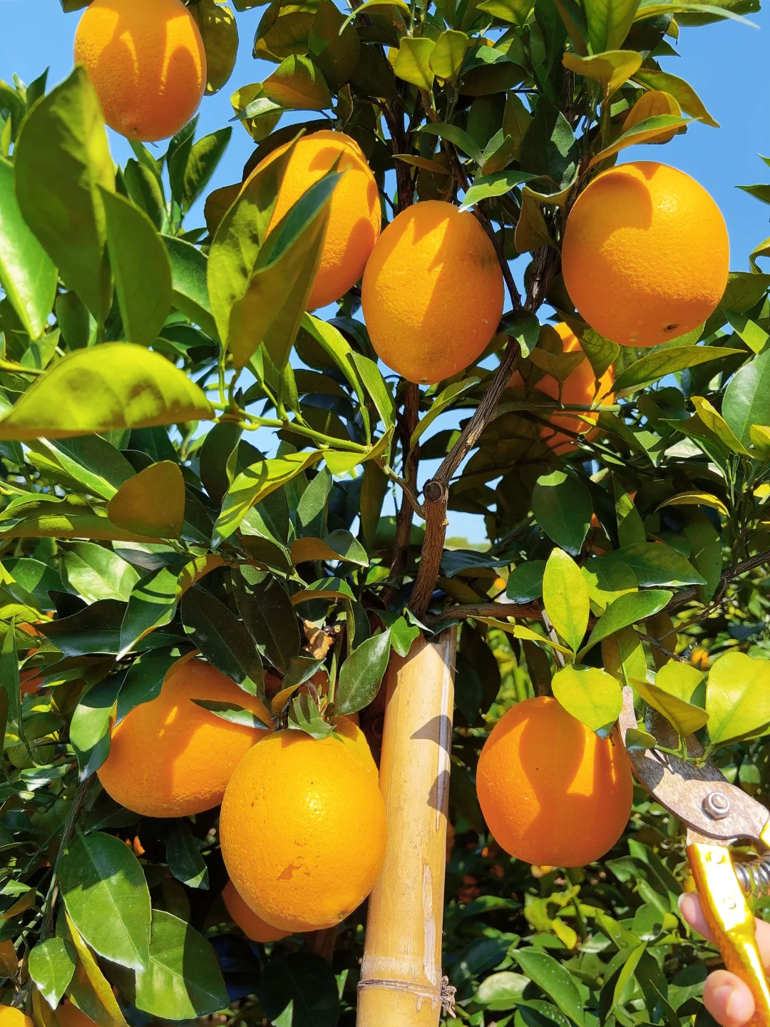 今年的赣南脐橙太好吃了