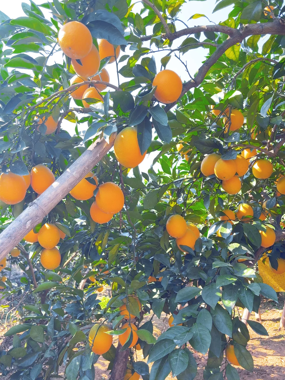 今年的赣南脐橙太好吃了
