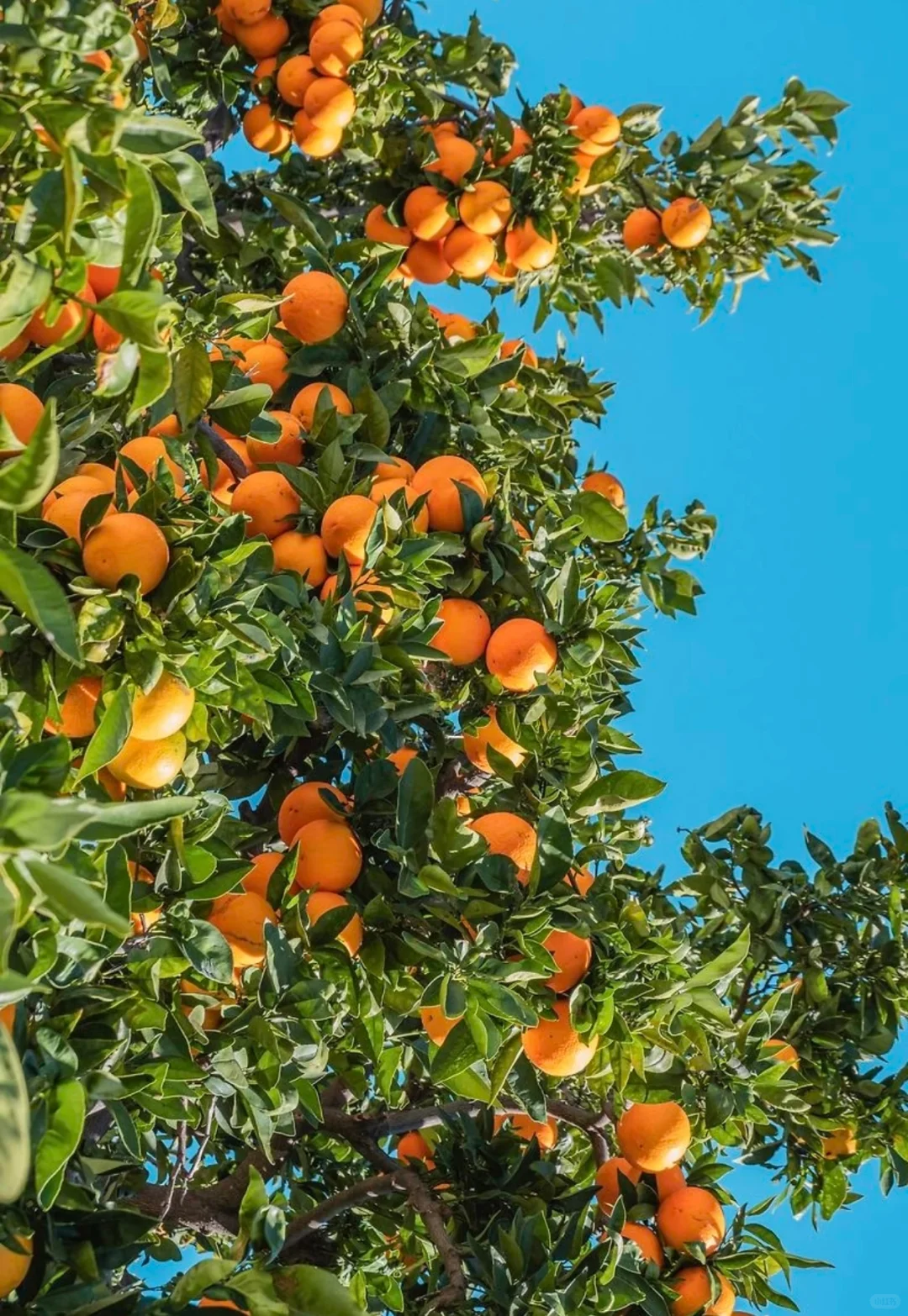 啊啊啊啊啊啊，终于吃上了‼️