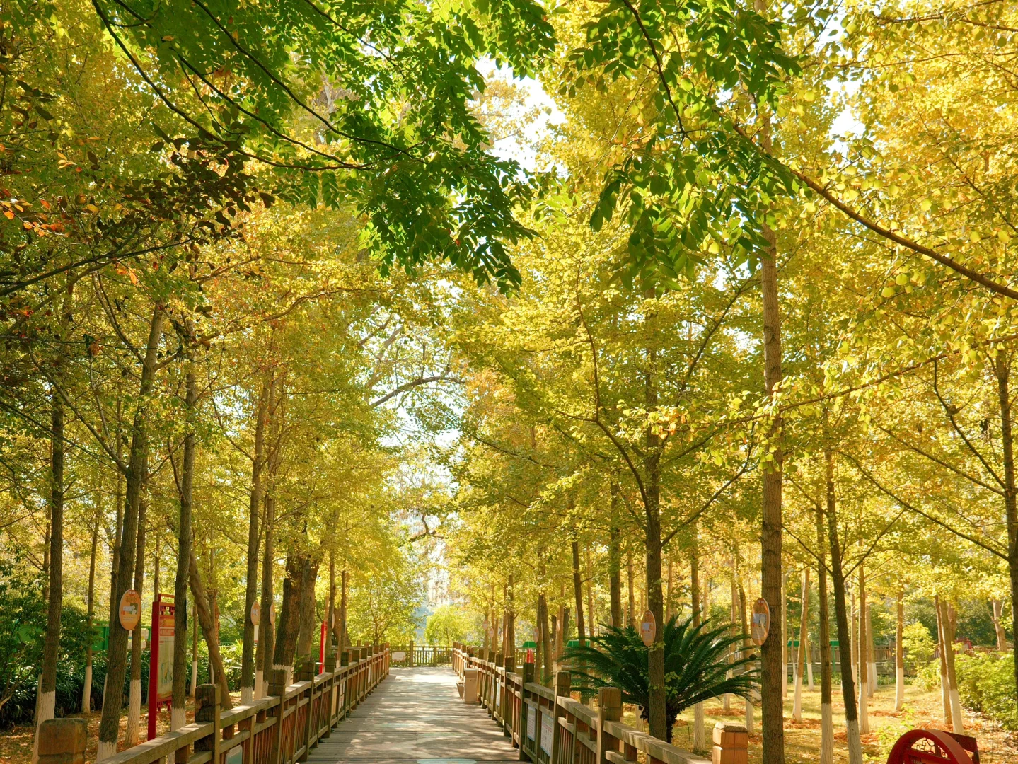 赣州一角｜满园银杏落秋风