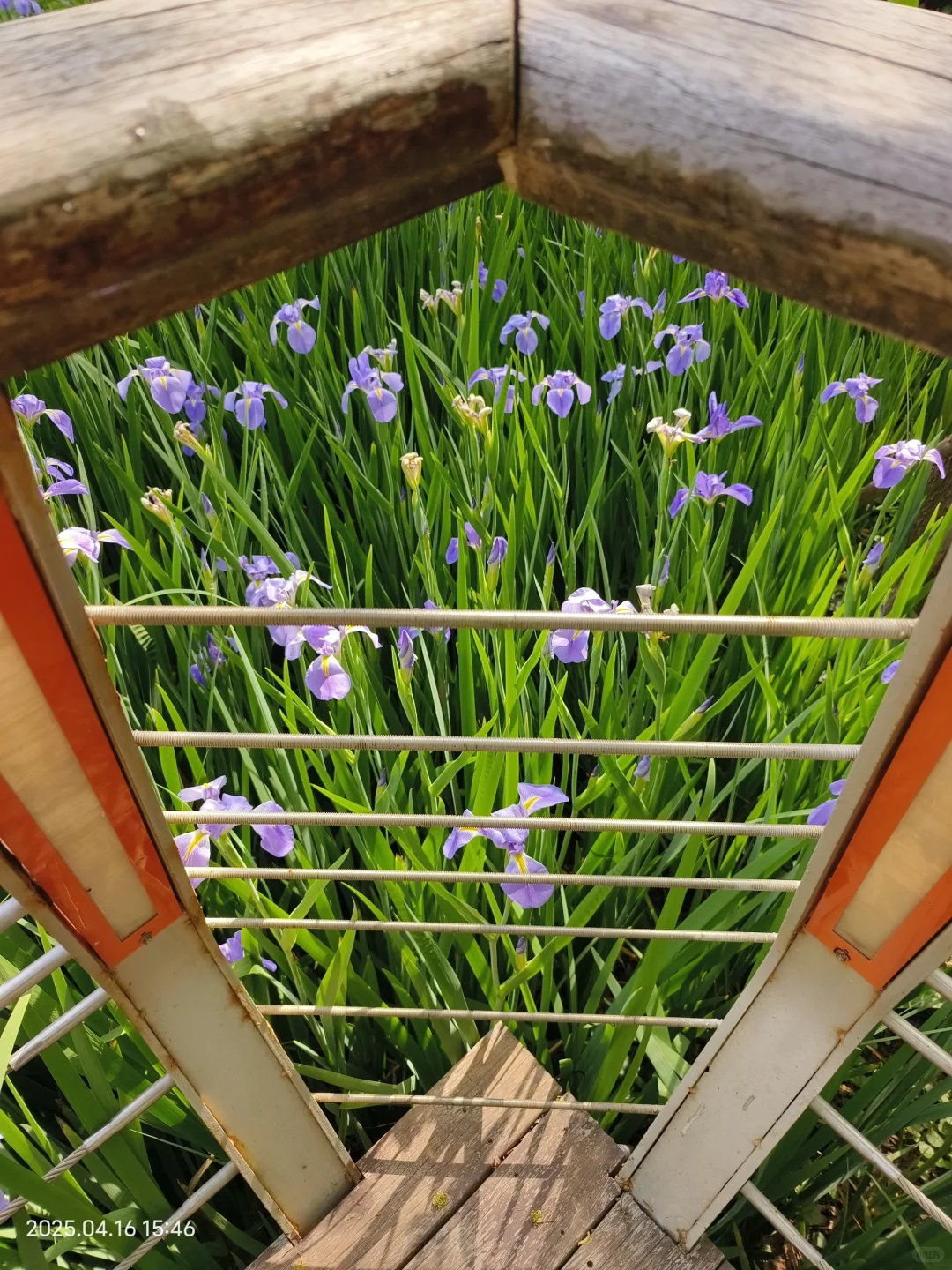 赣州鸢尾花海live｜闯入一场紫色梦境💜