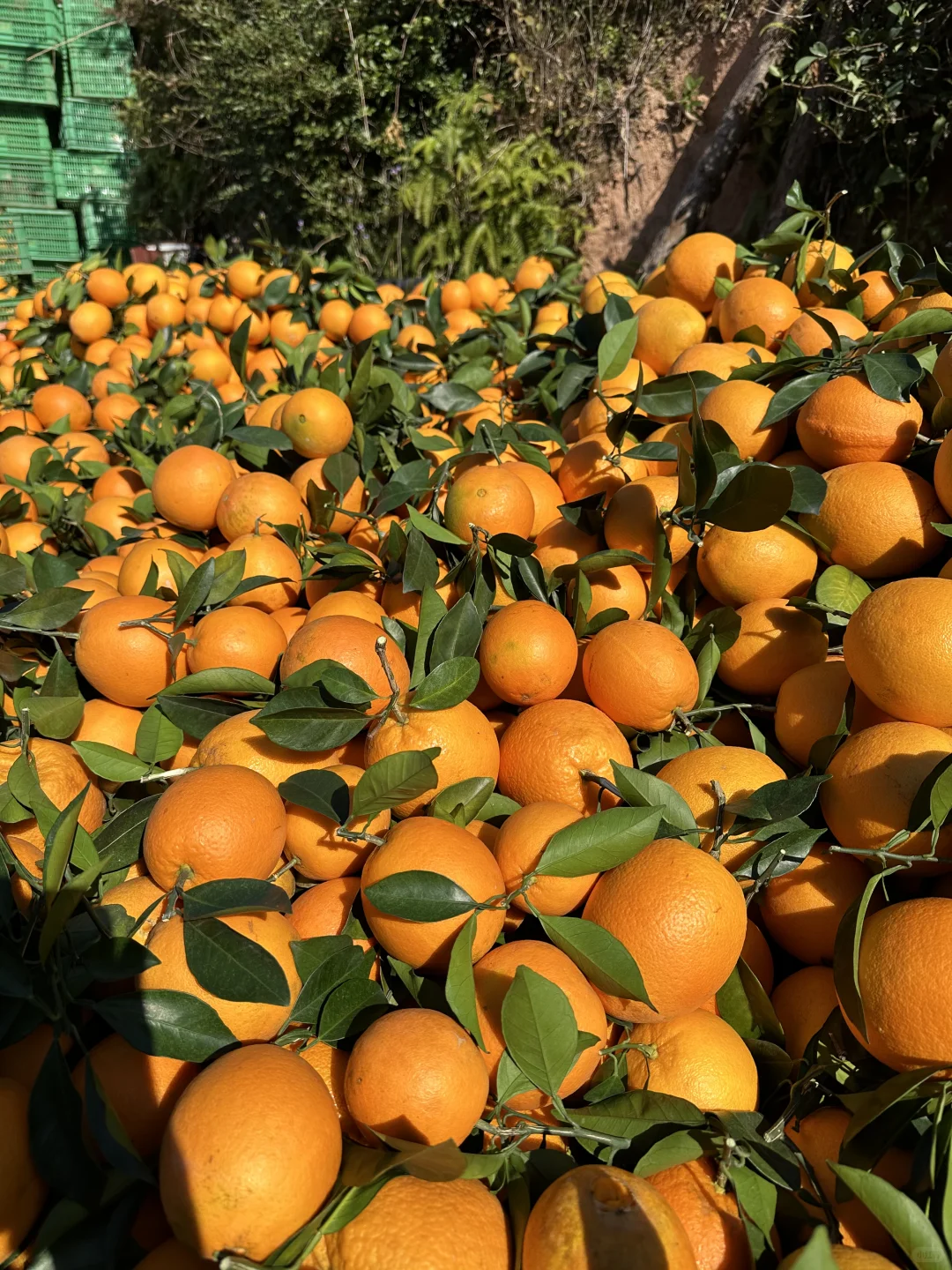 想告诉全世界这个橙子巨巨巨好吃！！！