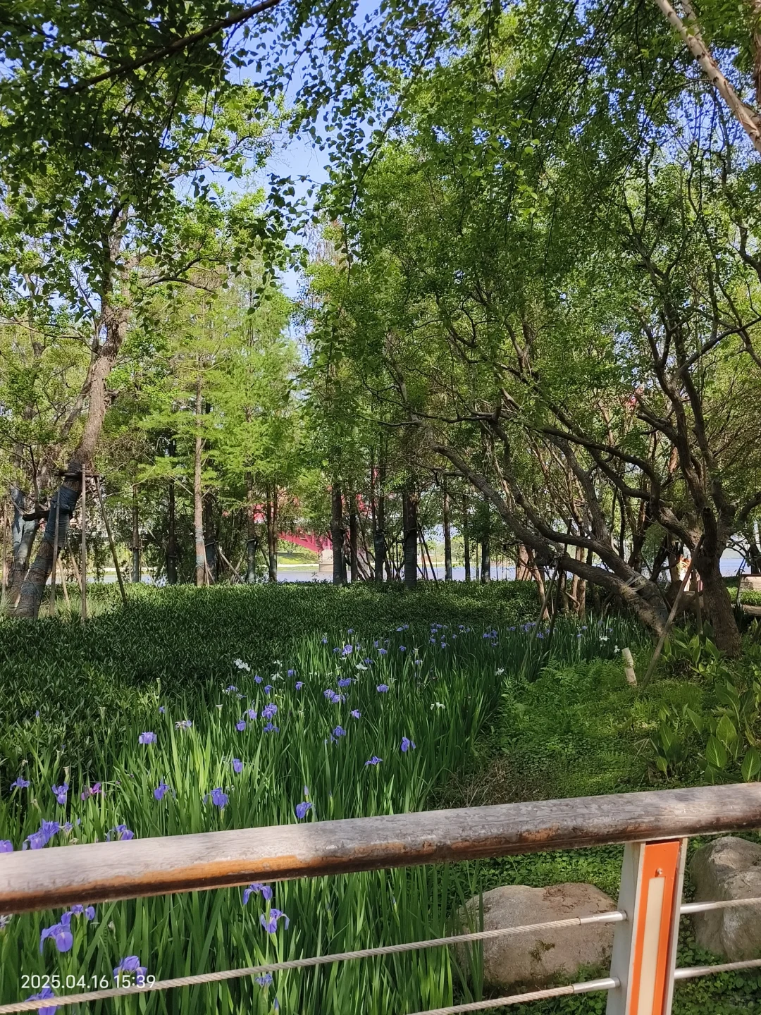 赣州鸢尾花海live｜闯入一场紫色梦境💜