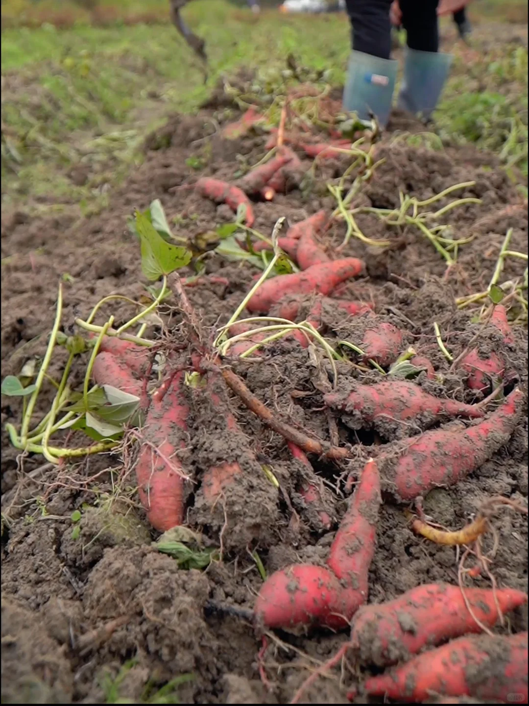 赣南特产红瑶蜜薯干！大人小孩都爱吃！