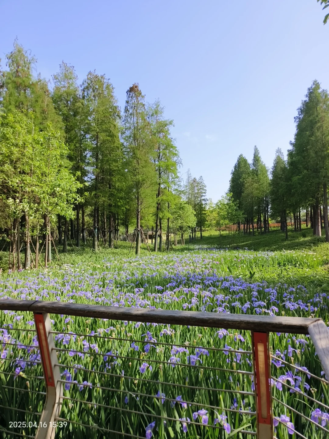 赣州鸢尾花海live｜闯入一场紫色梦境💜