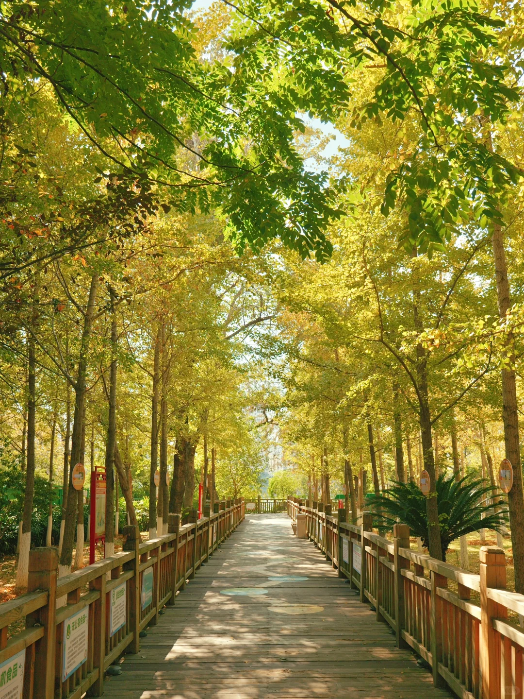 赣州一角｜满园银杏落秋风