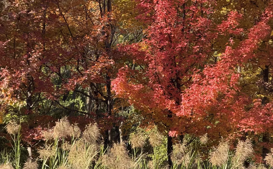 赣州的冬天尽是美景🍂