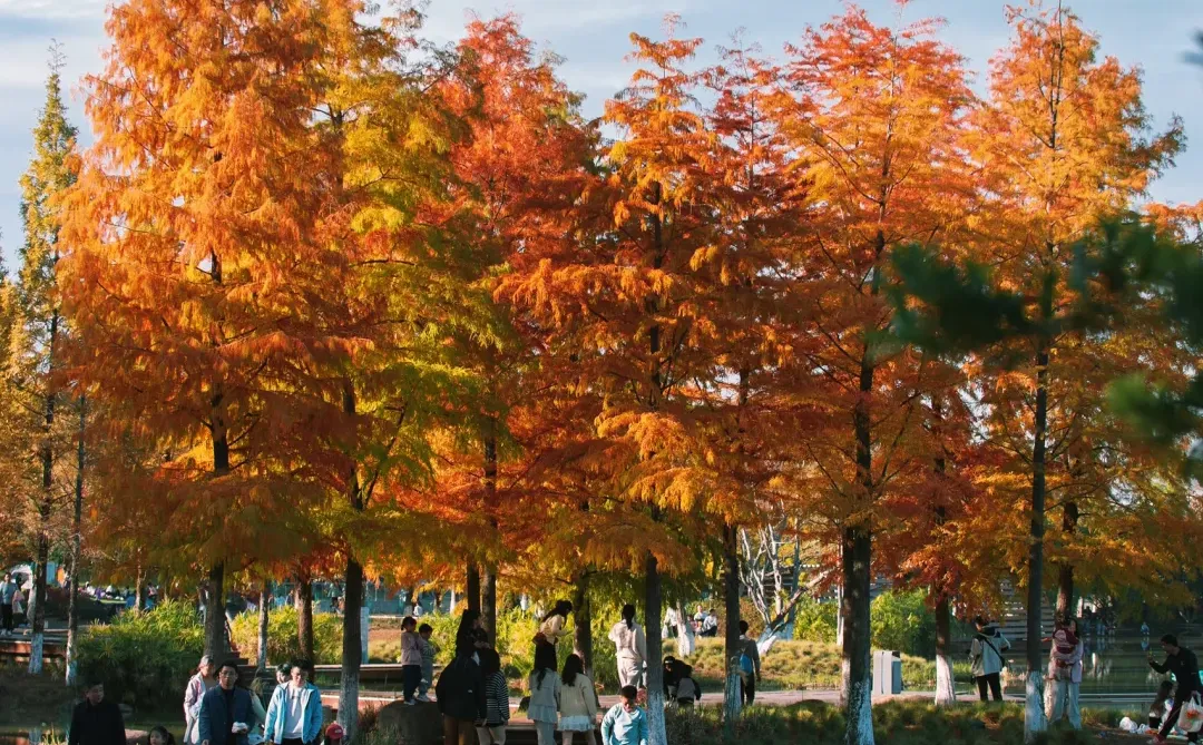 在赣州当然是蓉江滨江公园的落羽杉最出片啦