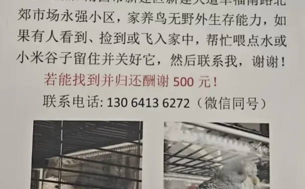 南昌新建寻鸟❗️❗️❗️