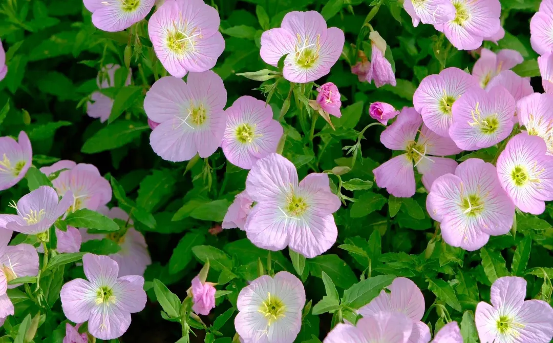 赣州中央公园月见草