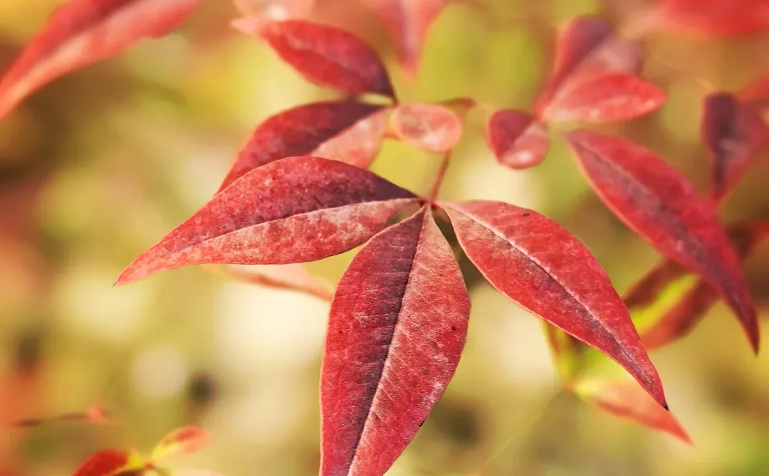 🌲这里的秋天还是绿：🌿赣州市中央公园