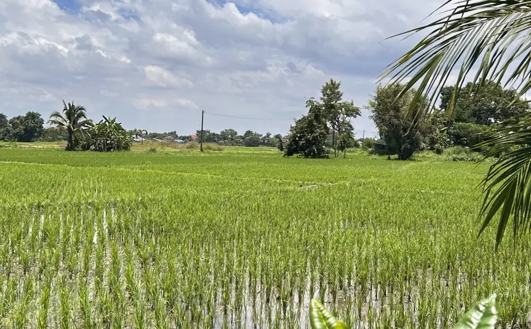 生命就应该浪费在这美景里……早安🌞