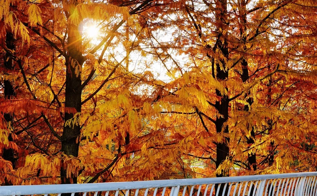 12.10实况！抚州三翁花园杀疯啦！！