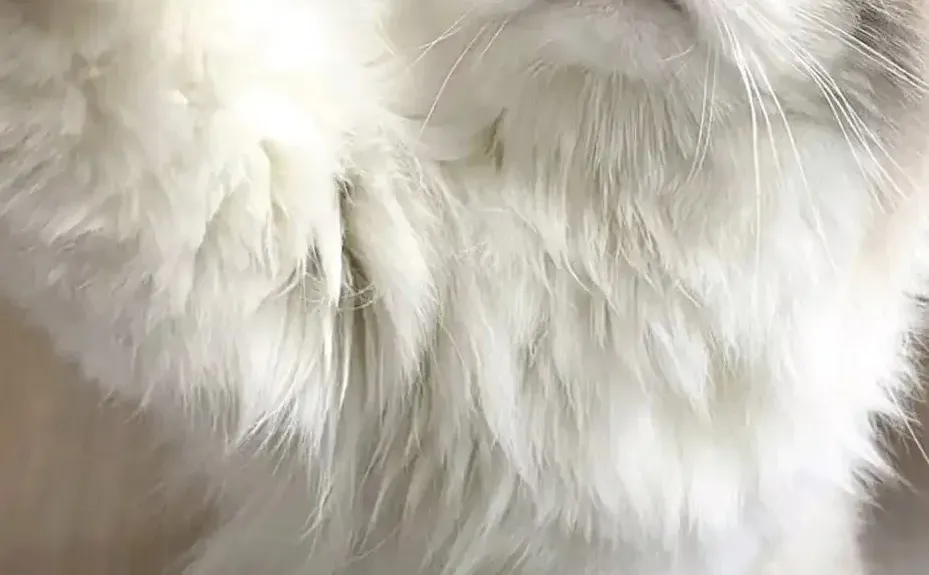 坐标抚州 找个饭搭子