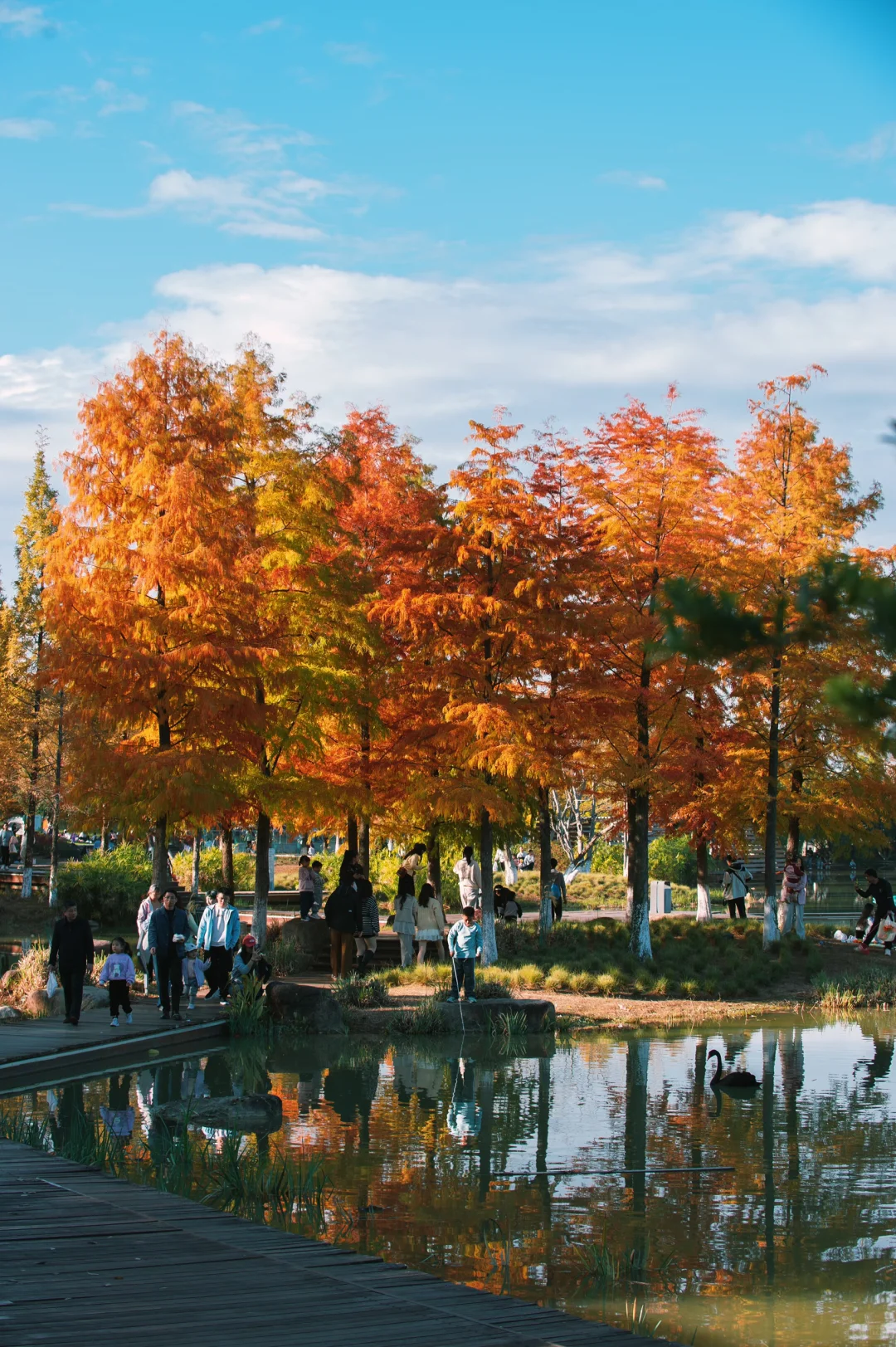 在赣州当然是蓉江滨江公园的落羽杉最出片啦