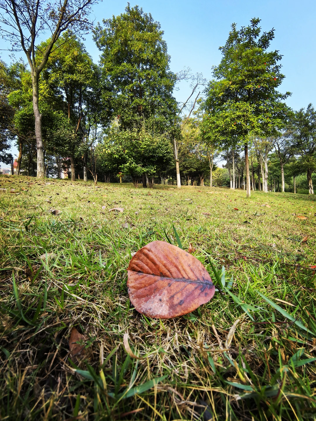 🌲这里的秋天还是绿：🌿赣州市中央公园