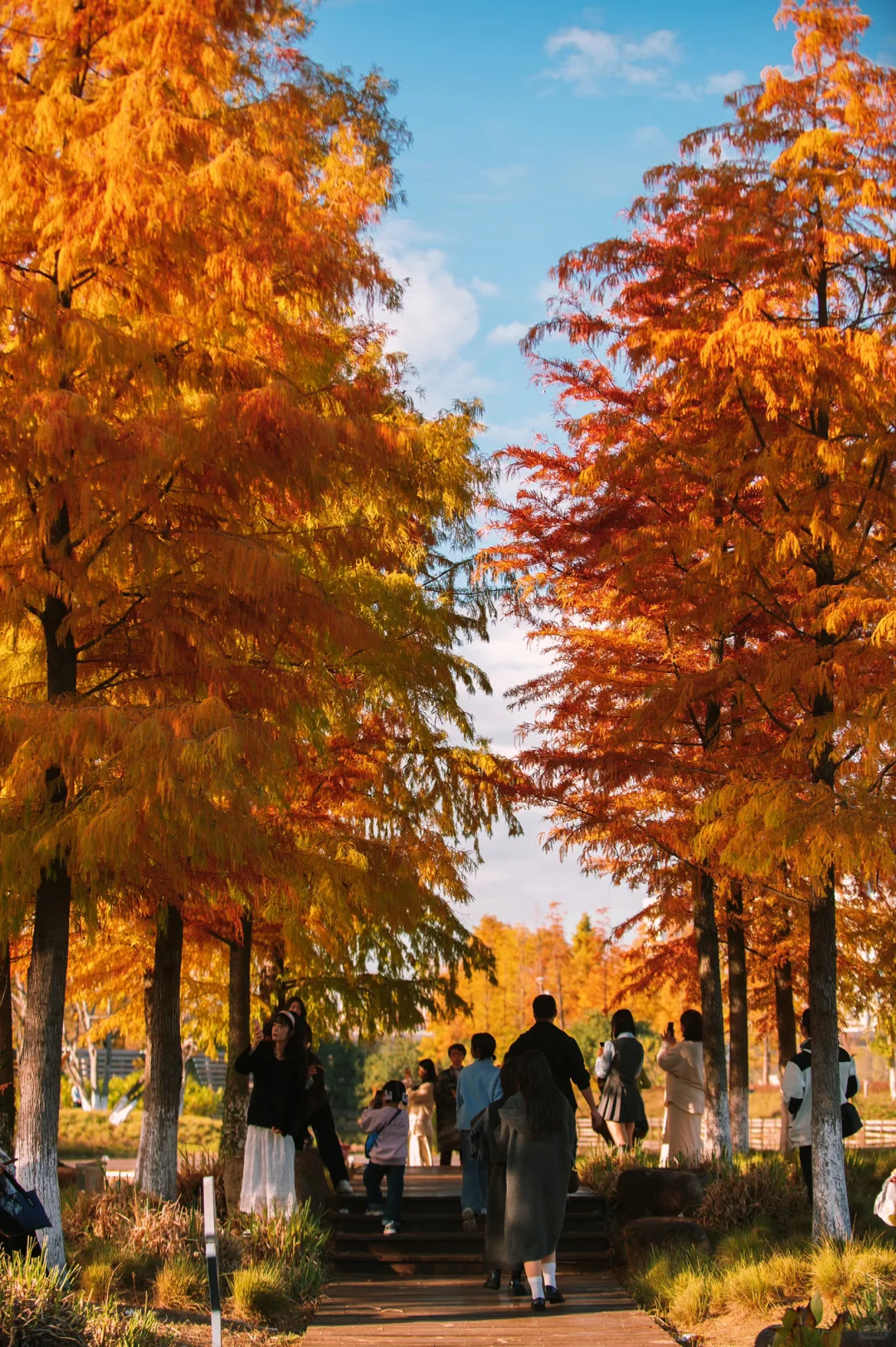 在赣州当然是蓉江滨江公园的落羽杉最出片啦