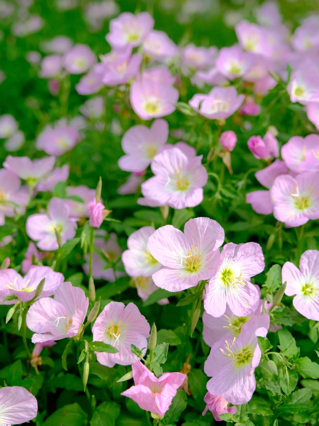 赣州中央公园月见草