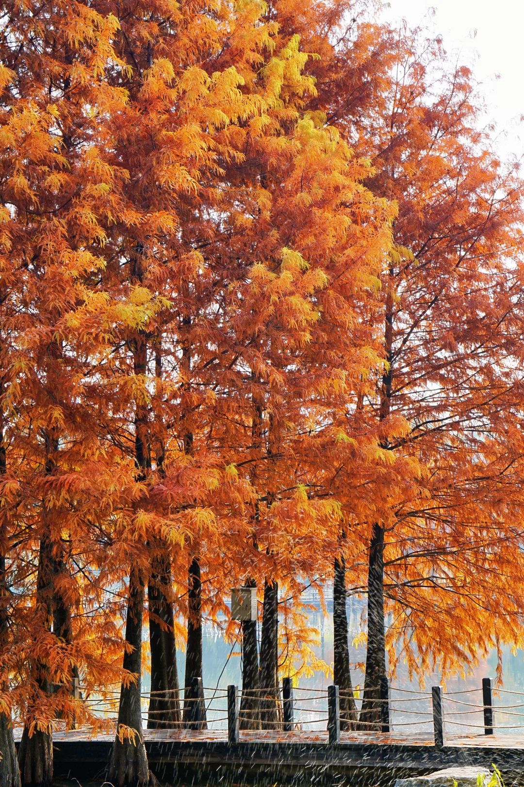 12.10实况！抚州三翁花园杀疯啦！！