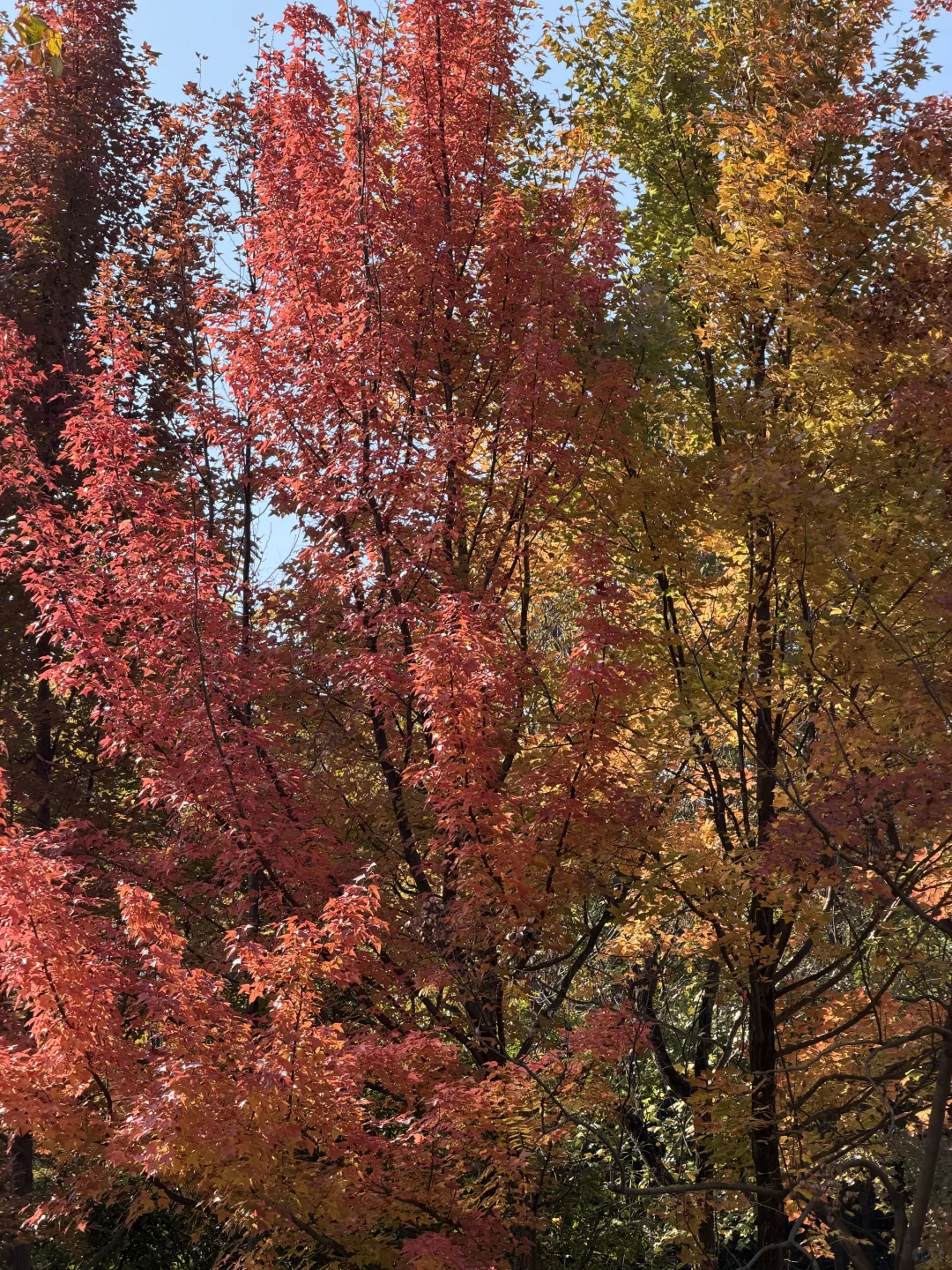 赣州的冬天尽是美景🍂