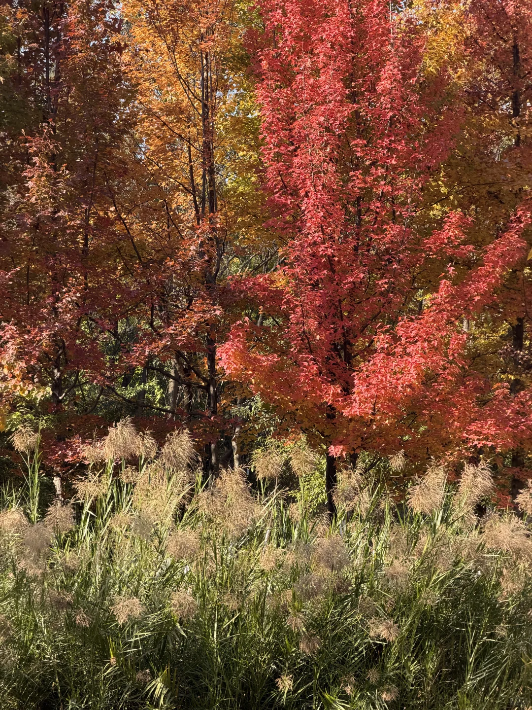 赣州的冬天尽是美景🍂