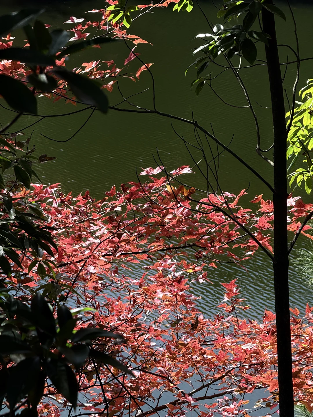 周末逃离计划｜赣州藏着一个赏秋宝藏地🍁
