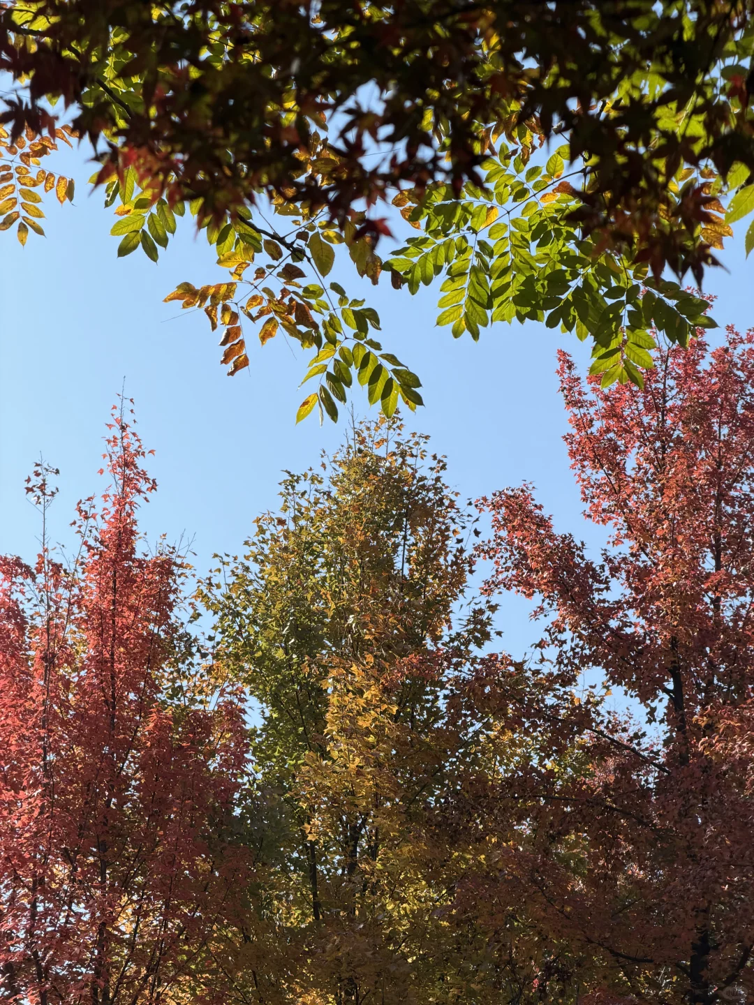 赣州的冬天尽是美景🍂