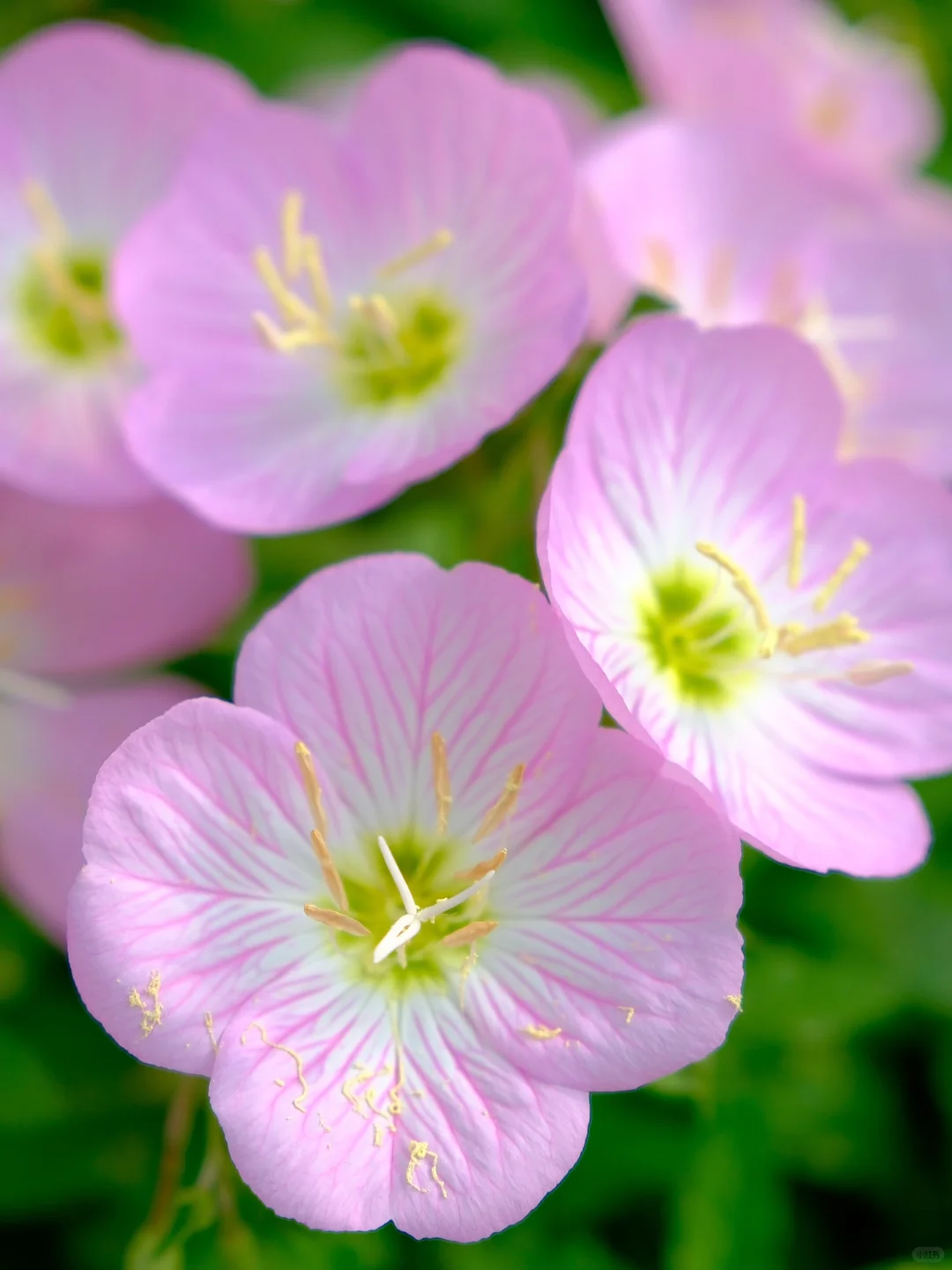 赣州中央公园月见草