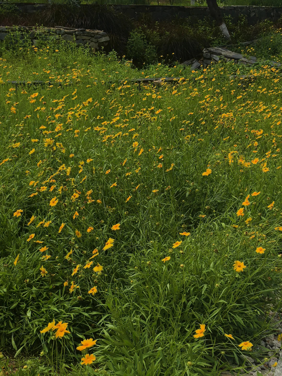 赣州初夏的江边🌼