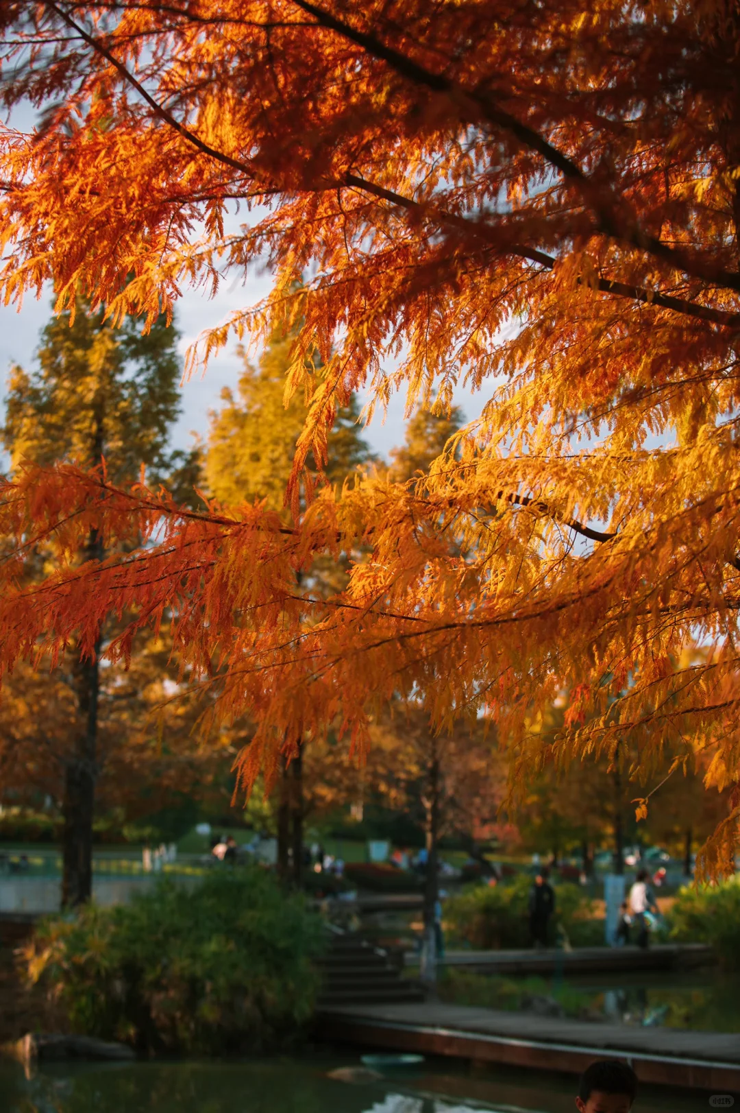 在赣州当然是蓉江滨江公园的落羽杉最出片啦
