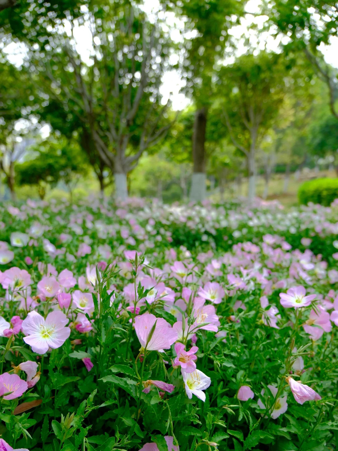 赣州中央公园月见草