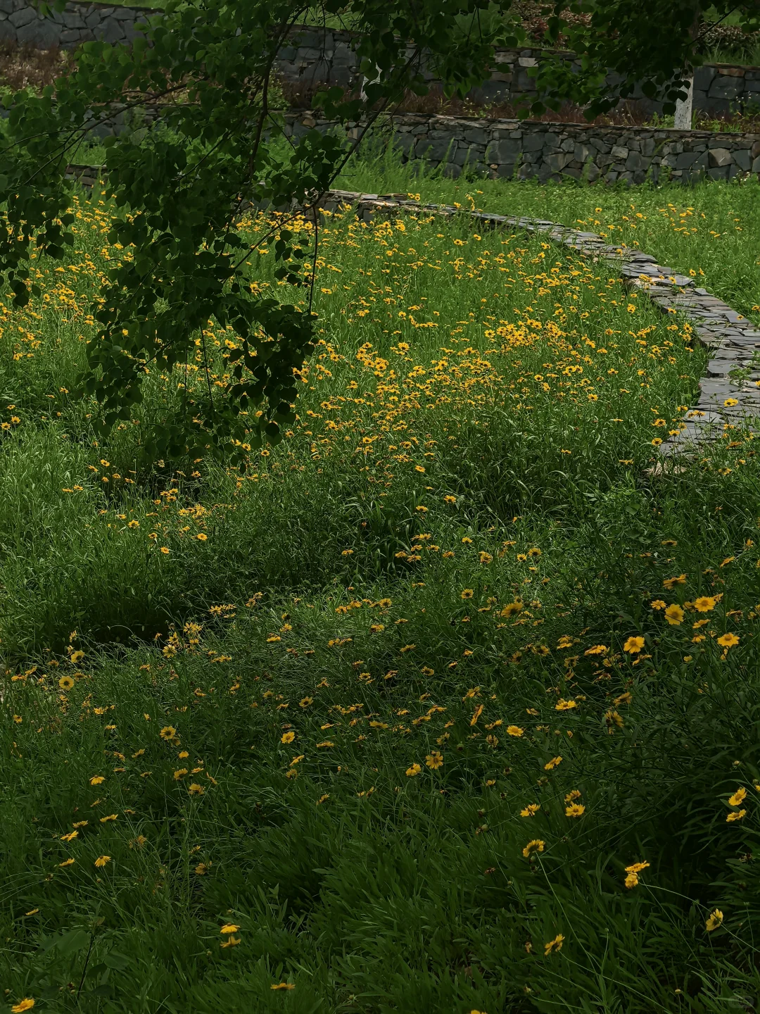 赣州初夏的江边🌼