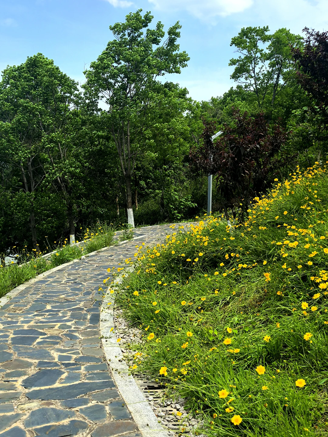 赣州初夏的江边🌼