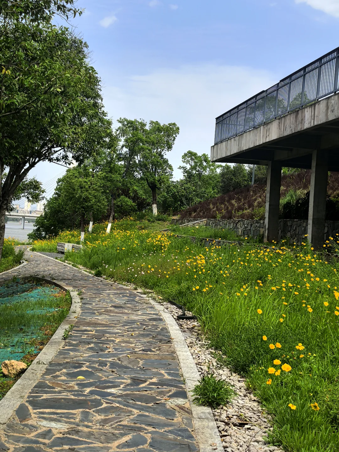 赣州初夏的江边🌼