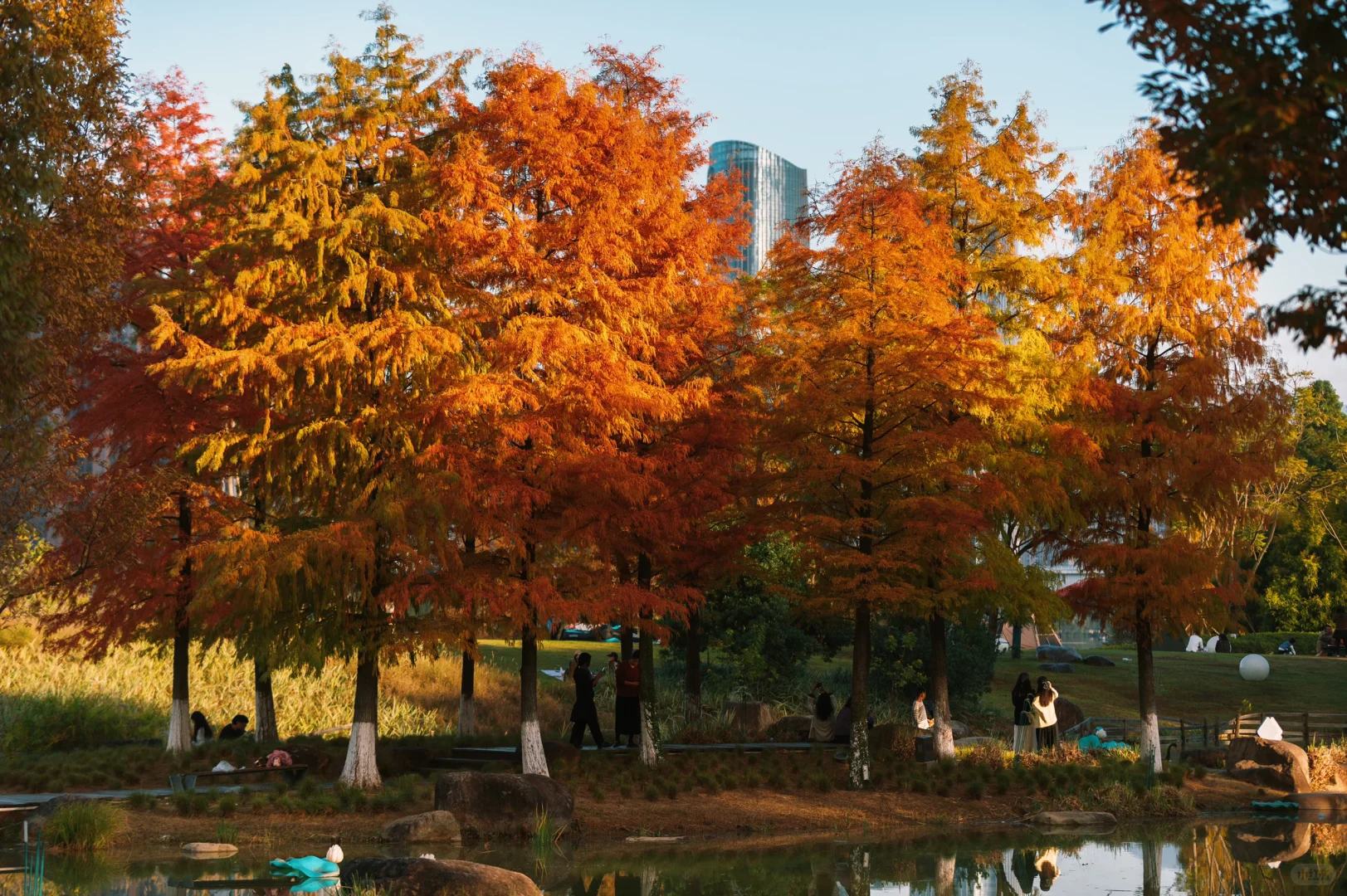 在赣州当然是蓉江滨江公园的落羽杉最出片啦