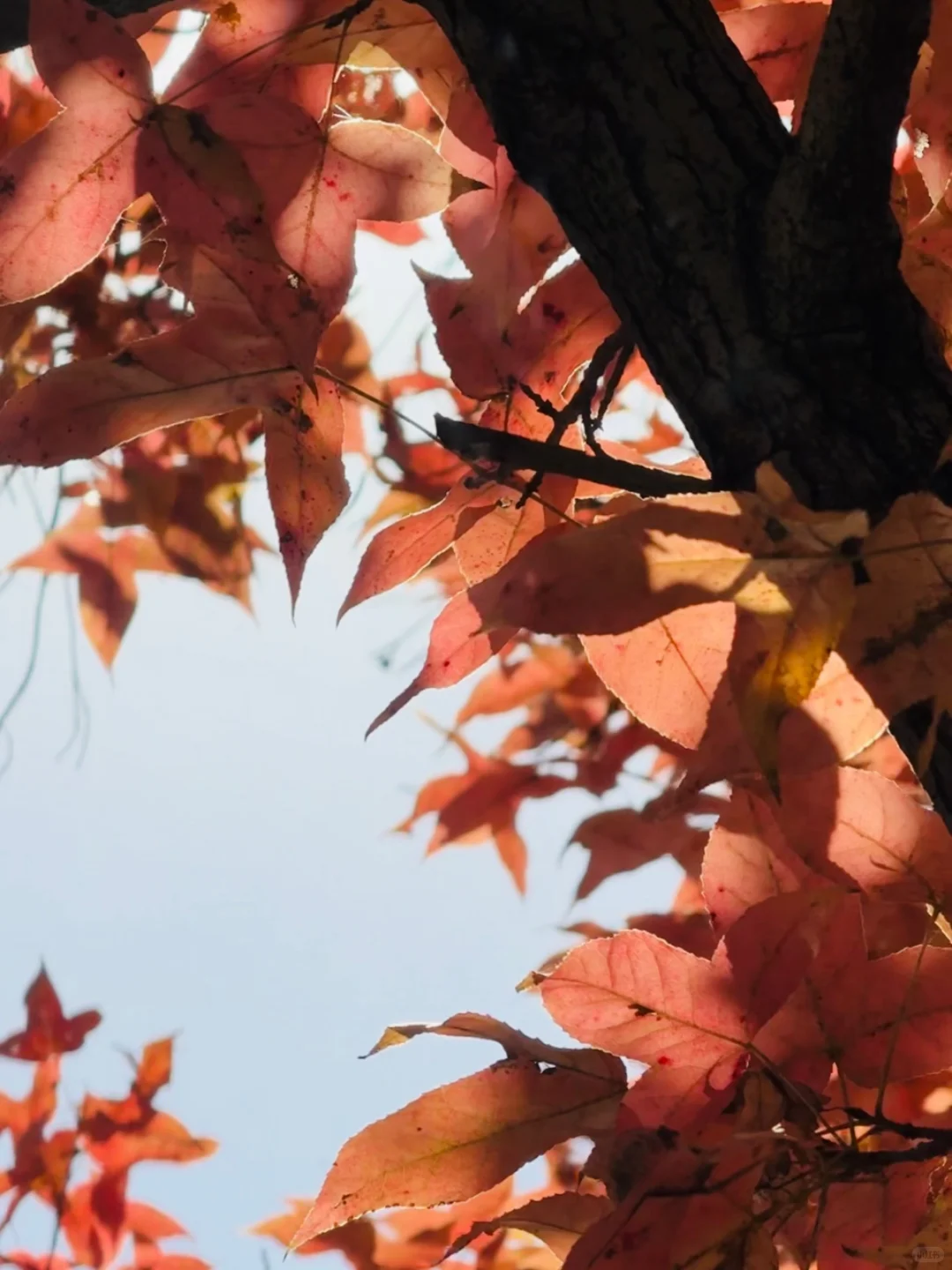周末逃离计划｜赣州藏着一个赏秋宝藏地🍁